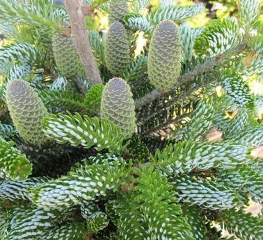 Пихта корейская Силберлок